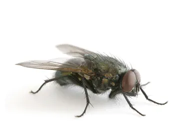 fly