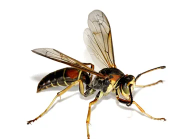 wasp