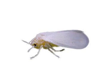 wf